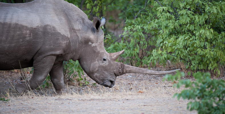 Ongava Game Reserve